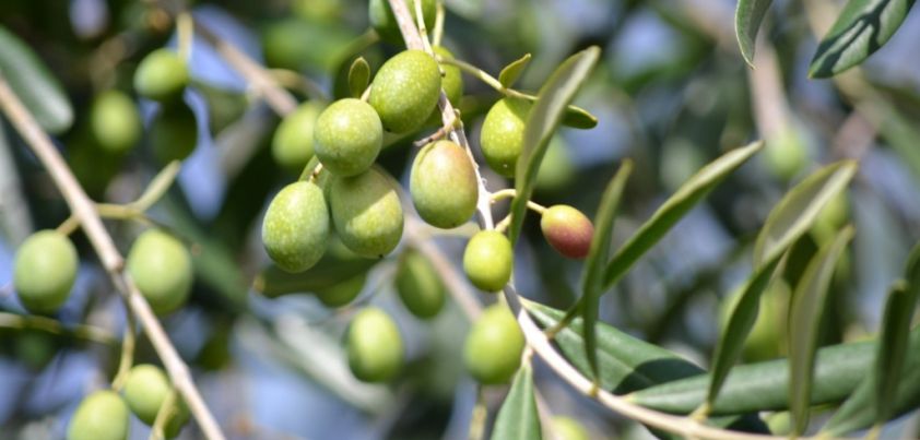 The Olive: Short story by Algernon Blackwood