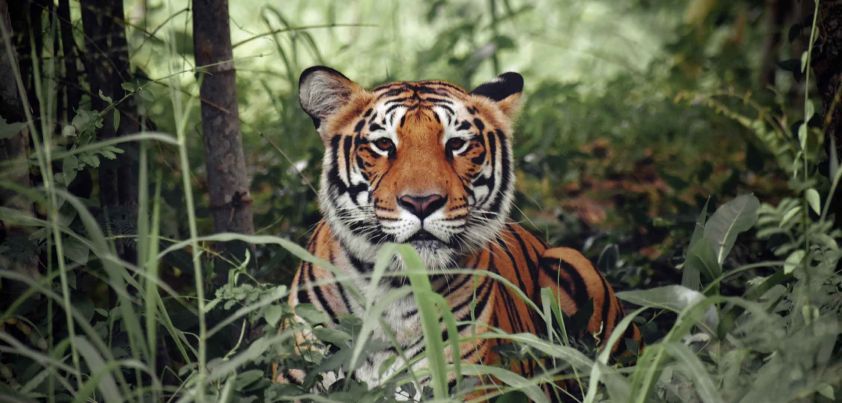 The Tiger: Short story by S. Rajaratnam