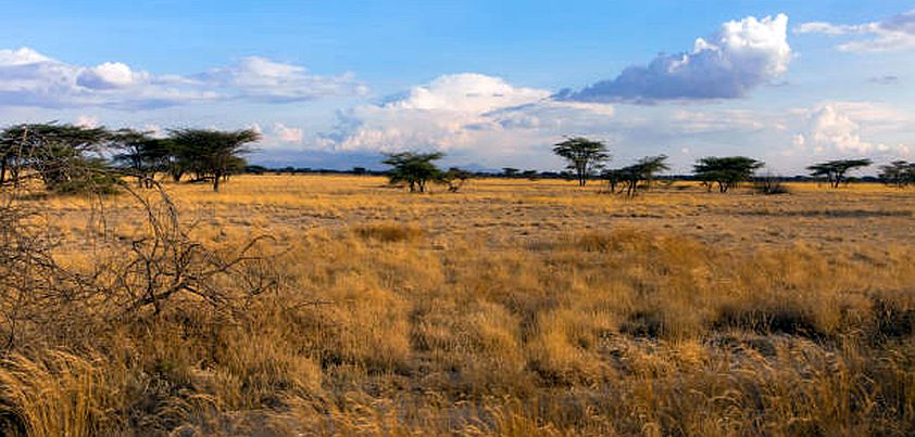 Through the Wilderness: Short story by Dan Jacobson