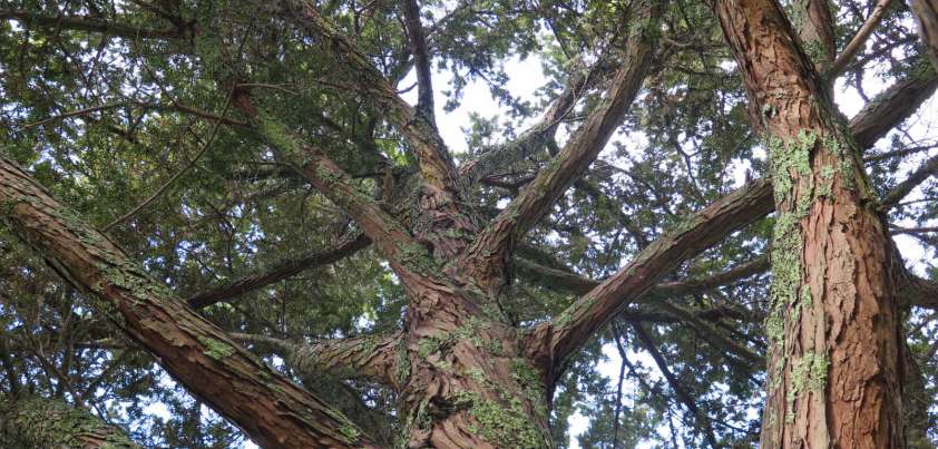 The Totara Tree by Roderick Finlayson | shortsonline