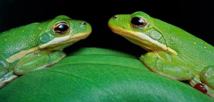 Fairy tale. Two high quality Frogs.