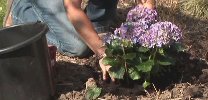 Unaccustomed Earth: Short story by Jhumpa Lahiri