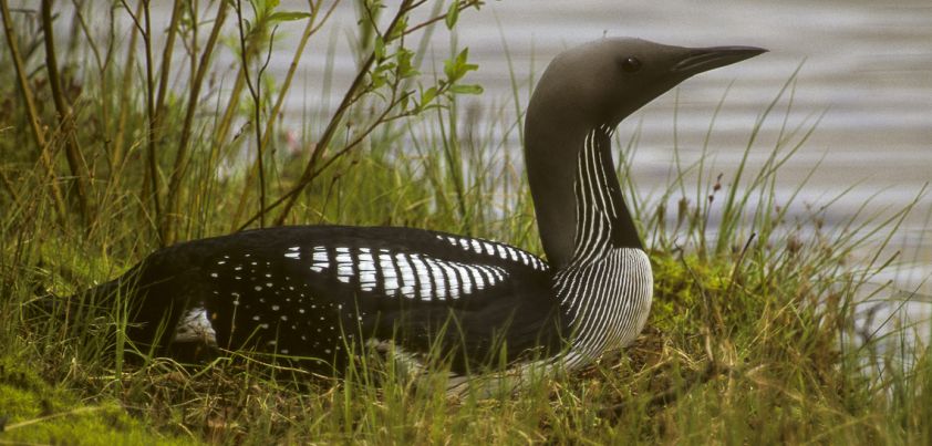 A Vermont Tale: Short story by Mark Helprin