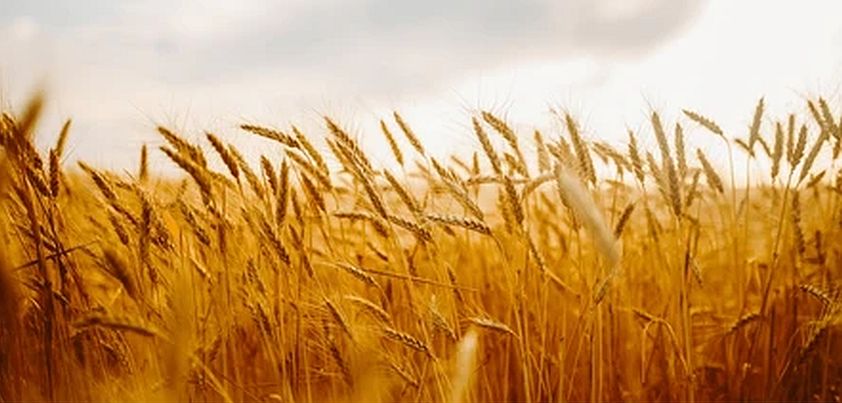 The Waving Rye: Short story by Johannes V. Jensen