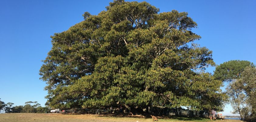 The Weeping Fig: Short story by Judith Wright