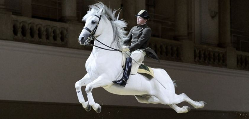 The White Horses of Vienna: Short story by Kay Boyle