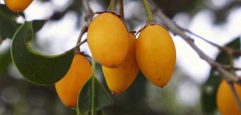 Yellow Moepels: Short story by Herman Bosman